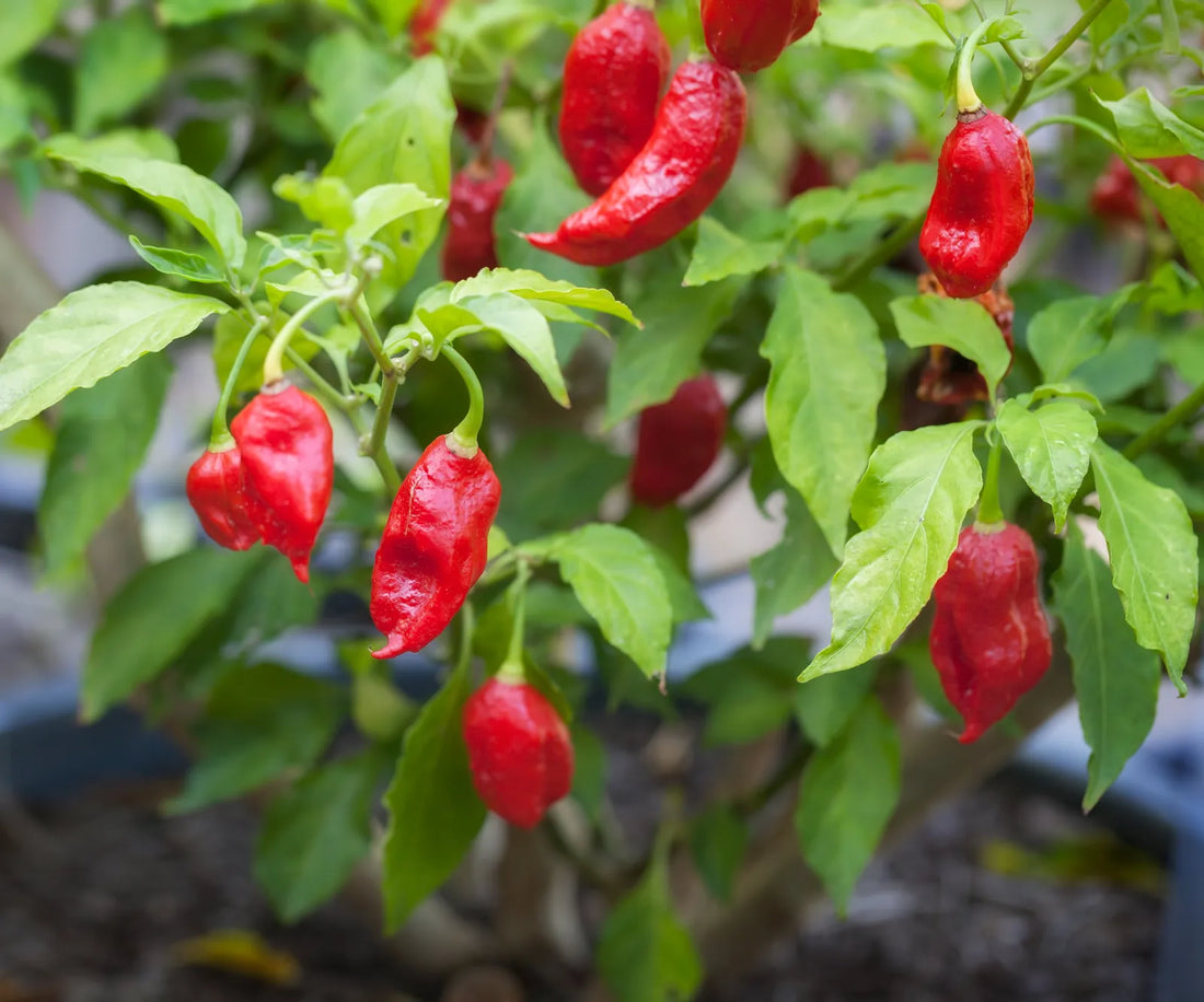 2026 Is Officially the Year of the Hot Pepper — And We're Here for It